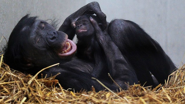 Muhdeblu, uma macaca bonobo, conforta seu bebê recém-nascido no zoológico em Wuppertal, Alemanha