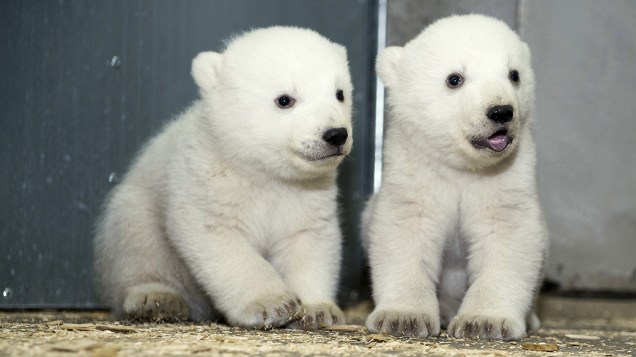 Zoológico Hellabrunn em Munique (Alemanha), divulga fotos dos filhotes de ursos polares gêmeos