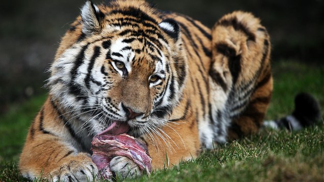 Tigre Maruschka é fotografado em seu recinto no zoológico Hagenbeck, em Hamburgo (Alemanha )
