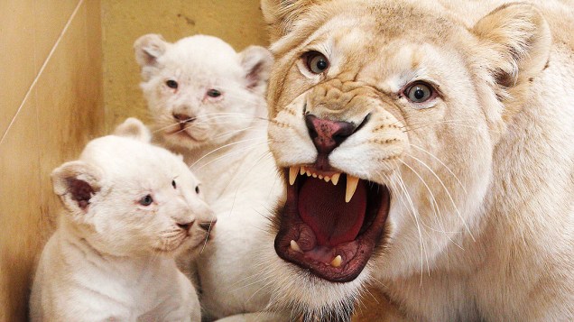 Filhotes de leão branco foram fotografados ao lado de sua mãe em um zoológico particular de Borysew, na Polônia