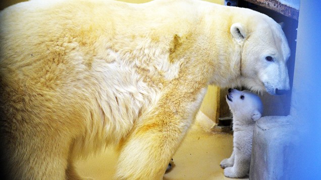 Filhote de urso polar brinca com a mãe no zoológico de Bremerhaven, na Alemanha