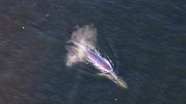 Uma baleia foi vista nadando tranquilamente nesta terça-feira (12), na Praia Copacabana, na Zona Sul do Rio de Janeiro