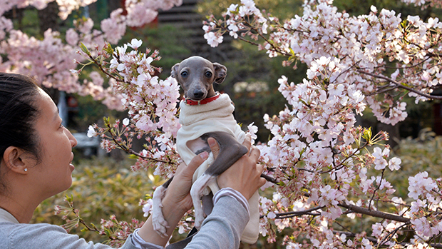 Japonesa passeou com seu cão por campos de cerejeira em Tóquio. O festival das flores é um evento que atrai turistas do mundo todo durante a primavera no hemisfério norte