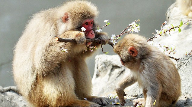 Macacos comeram flores de cerejeira em jardim do zoológico de Ueno, em Tóquio, no Japão
