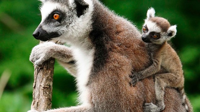 Filhote de Lêmure carregado por um adulto em uma árvore do zoológico Schoenbrunn em Viena, na Aústria