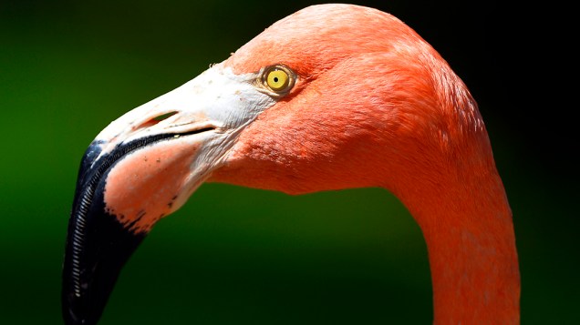 Flamingo é visto no zoológico de Madri, na Espanha