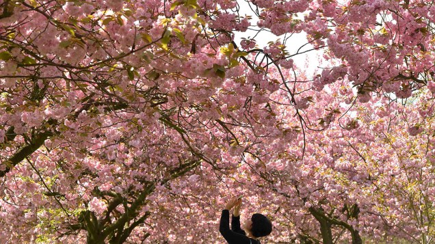 Mulher fotografa cerejeiras do Parque Greenwich, no sul de Londres