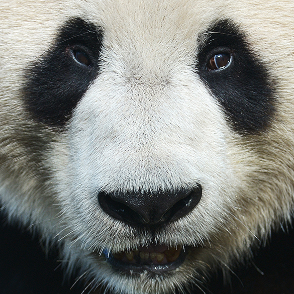 Panda gigante Yang Guang é fotografado no zoológico de Edimburgo, na Escócia