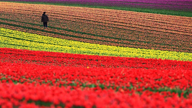 Agricultor caminha por um campo de tulipas em Schwaneberg, na Alemanha, nesta terça-feira (15)