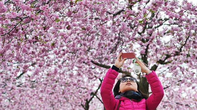 Mulher fotografa as cerejeiras no Kungstradgarden no centro de Estocolmo, na Suécia