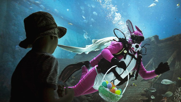 Mergulhador vestido de coelhinho da Páscoa nada entre tubarões, raias e outras espécies de peixes em um aquário em Cingapura