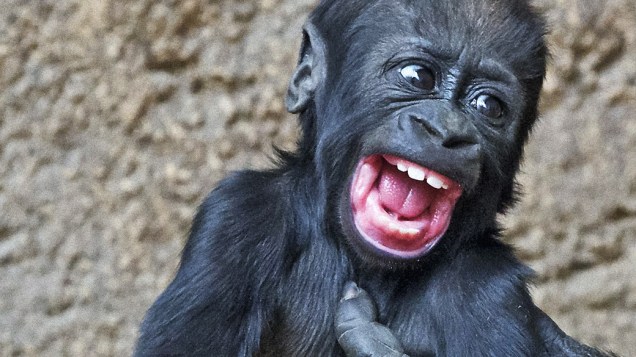 Bebê gorila Jengo brinca com sua mãe Kumili no zoológico de Leipzig, na Alemanha