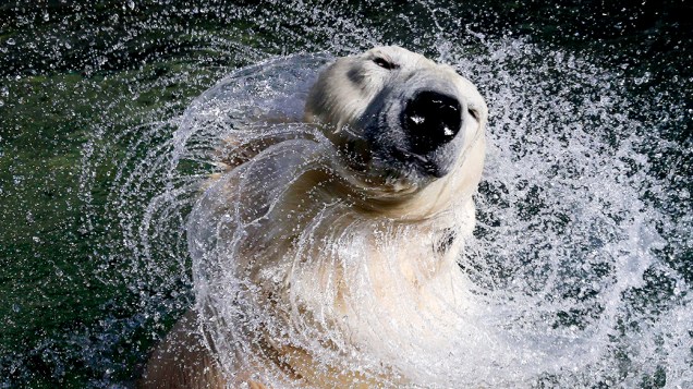 Uslada, urso polar branco de 27 anos, sacode a cabeça na piscina do zoológico de Leningrado, em São Petersburgo
