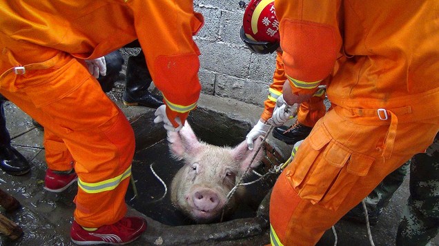 Bombeiros tentam resgatar um porco de 300 quilos que caiu no poço de uma fazenda em Leqing, na província de Zhejiang, na China