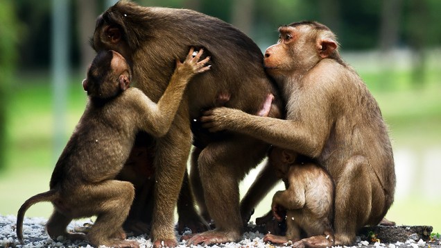 Macacos comem arroz deixado por moradores, na Malásia