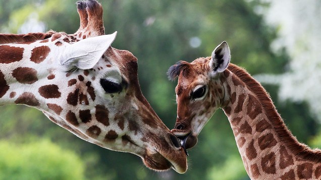 Filhote de girafa lambe sua mãe no zoológico de Friedrichsfelde, em Berlim, nesta sexta-feira (09)