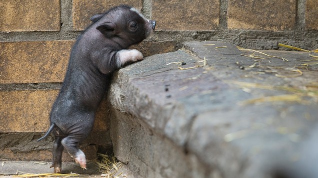 No Zoológico de Tierpark, em Berlim, um porquinho nascido há uma semana tenta subir em degrau