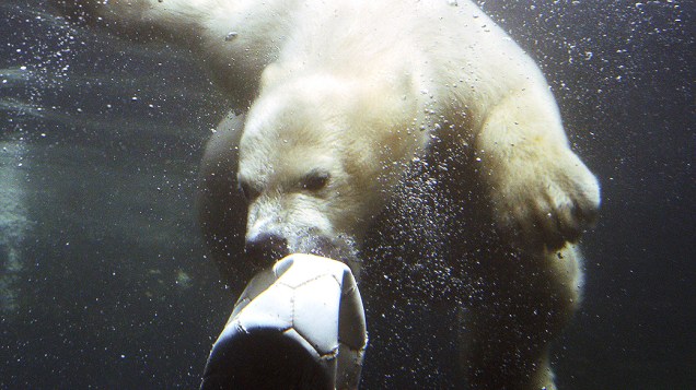 Um jovem urso polar é fotografado enquanto brinca com uma bola no zoológico de Bremerhaven, na Alemanha