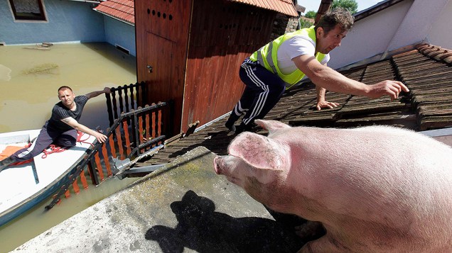Homem sobe no telhado de uma casa para alimentar porcos que foram salvos das enchentes que atingiram a Sérvia e a Bósnia