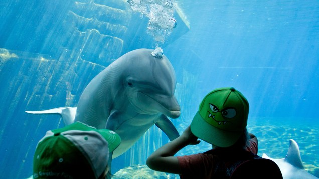 Crianças observam golfinhos no aquário de Nuremberg, na Alemanha