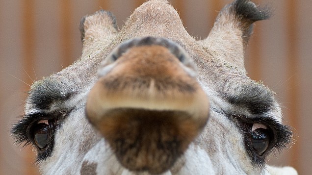 Girafa é fotografada no zoológico de Kronsberg. região central da Alemanha
