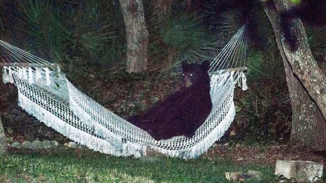 Um urso-negro é visto deitado em uma rede de uma casa em Daytona Beach, Flórida
