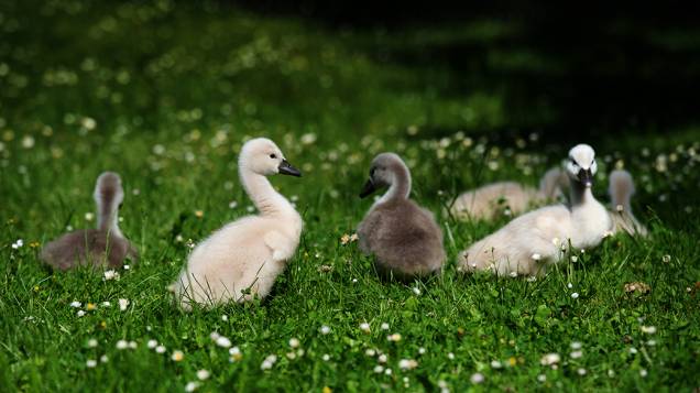Filhotes de pato são fotografados no parque Grossen Garten, na cidade de Dresden, Alemanha