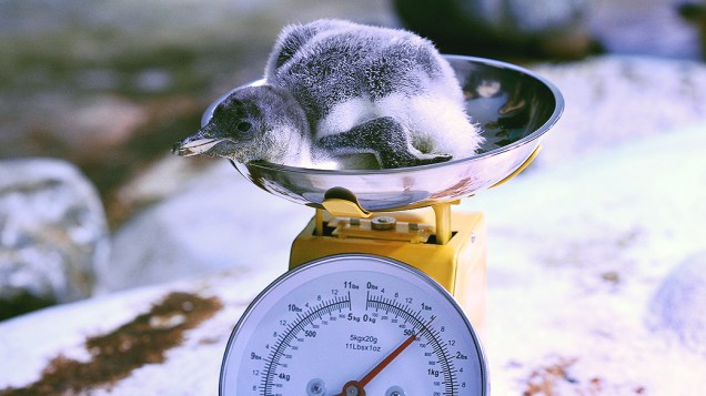Filhote de pinguim passa por pesagem no aquário de Londres, na Inglaterra