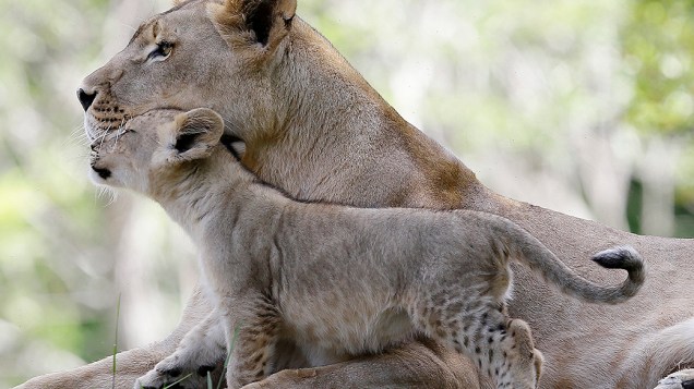 Filhote de leão brinca com sua mãe Kashifa, no zoológico de Miami