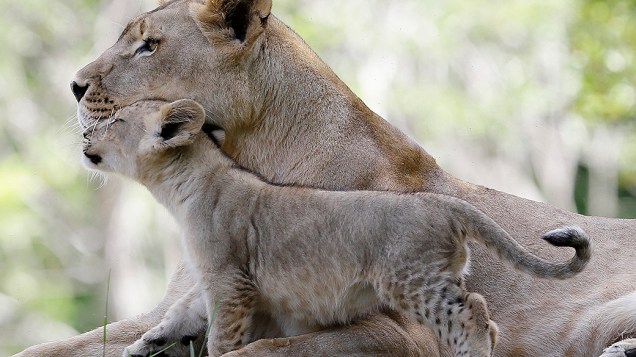 Filhote de leão brinca com sua mãe Kashifa, no zoológico de Miami Filhote de leão brinca com sua mãe Kashifa, no zoológico de Miami