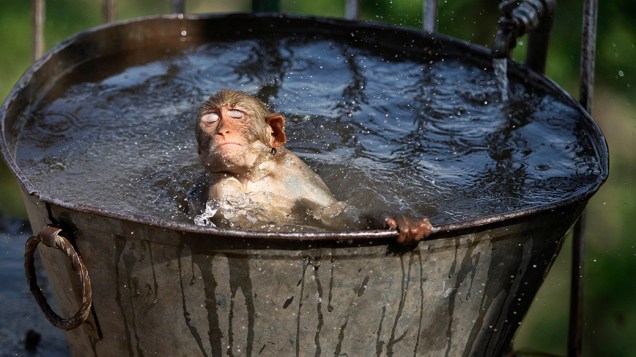 Macaco se refresca nas instalações de um templo hindu durante o verão na cidade de Jammu, Índia. O norte do país tem sofrido com as altas temperaturas