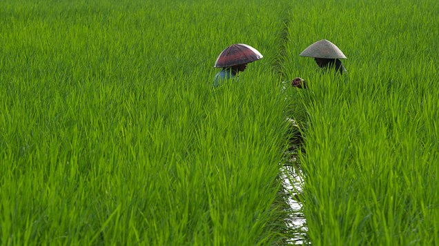 Fazendeiros conversam em um campo de arroz em Jacarta, na Indonésia