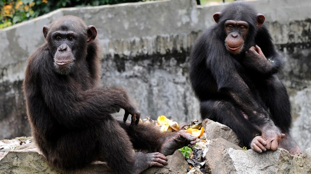 Macacos ganham bananas no zoológico de  Abidjan, na Costa do Marfim