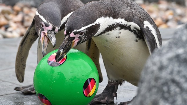 Pinguins brincaram com bola em um aquário no distrito de Brandenburg, Alemanha