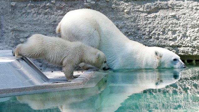 Uma família de ursos polares se divertiu em seu novo recinto no zoológico Tierpark Hellabrunn, em Munique, Alemanha