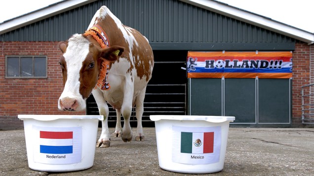 Uma vaca caminha para um balde que carrega a bandeira holandesa em uma fazenda em Middenbeemster, na Holanda; A vaca, juntou-se uma mistura variada de animais encarregados de prever resultados da Copa do Mundo de Futebol de 2014. De acordo com a previsão, o país vencerá o México no jogo do próximo dia 29