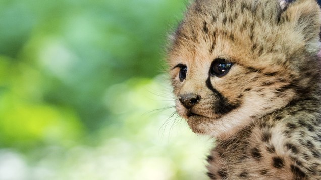 Um dos seis filhotes de guepardo é fotografado no zoológico de Burgers, na Holanda; os sêxtuplos raros nasceram no dia 24 de maio, mas são mostrados pela primeira vez ao público