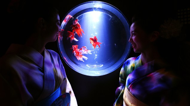Mulheres usando kimono observam os peixes dourados durante cobertura de imprensa do Eco Edo Nihombashi Art Aquarium, em Tóquio 