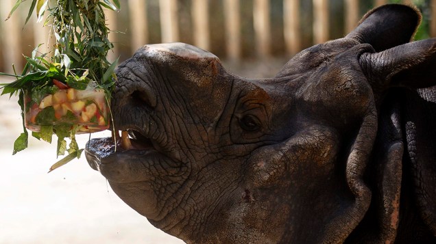 Um rinoceronte come legumes e frutas congeladas durante uma onda de calor, no zoológico de Madri, Espanha