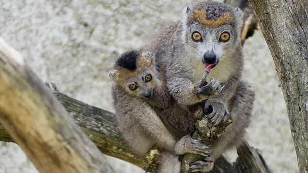 Lêmure fêmea segura seu filhote no zoológico da cidade de Obterre, na França