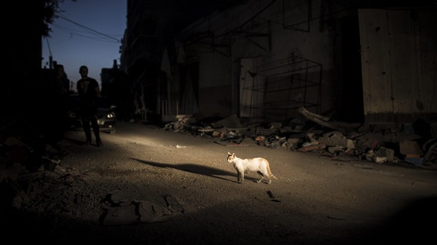 Gato anda pelas ruas de Beit Hanoun, na Faixa de Gaza no terceiro e último dia de trégua do conflito entre israelenses e palestinos