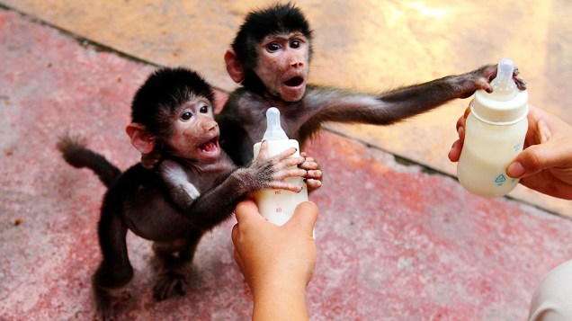 Filhotes de babuíno agarraram mamadeiras oferecidas por um cuidador do zoológico em Hangzhou, na província chinesa de Zheijang