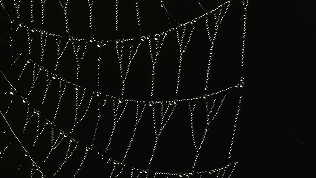 Gotas de orvalho se acumularam na teia de uma aranha no Parque Richmond, no sudoeste de Londres