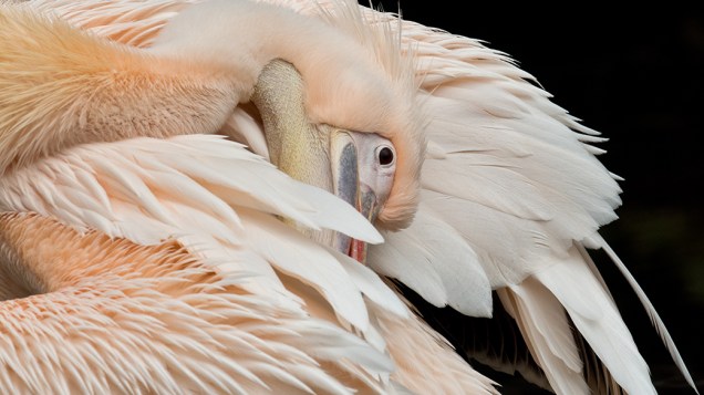 Pelicano é visto em zoológico de Frankfurt, na Alemanha