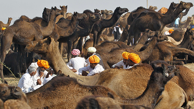 Negociantes de camelos na feira de Pushkar, no deserto do estado indiano de Rajasthan. Milhares de animais, principalmente camelos, são trazidos anualmente para serem negociados na feira