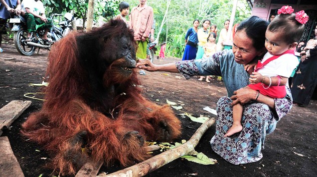 Aldeã e sua filha observam orangotango morto a pauladas. O orangotango e sua fêmea foram pegos em uma plantação de borracha, na Indonésia