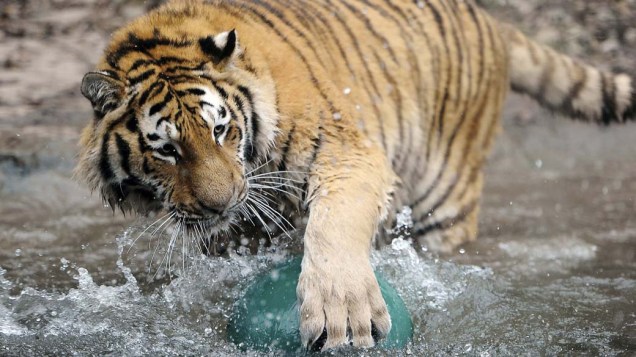 Tigre brinca com bola em zoológico da Suíça
