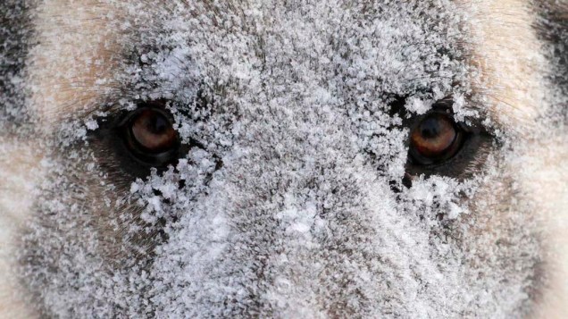 Cachorro durante nevasca em Krasnoyarsk, na Rússia