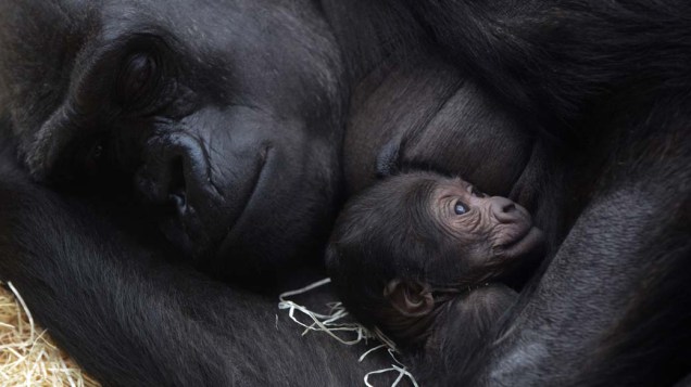 Gorila segura seu filhote nos braços no zoológico de Praga, na República Checa