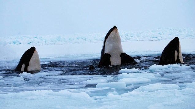 Três orcas aparecem na superfície da água na baía de Hudson, perto da comunidade de Inukjuak, em Québec, no Canadá